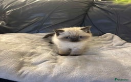 British Shorthair cats for sale: 5 gorgeous kittens available  - Image 5