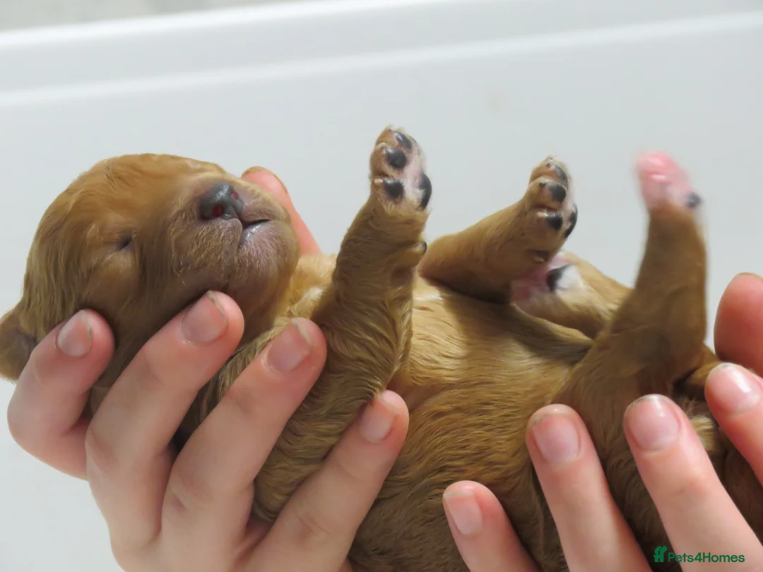 Cockapoo dogs for sale: Beautiful DNA Health tested Cockapoos - Advert 3