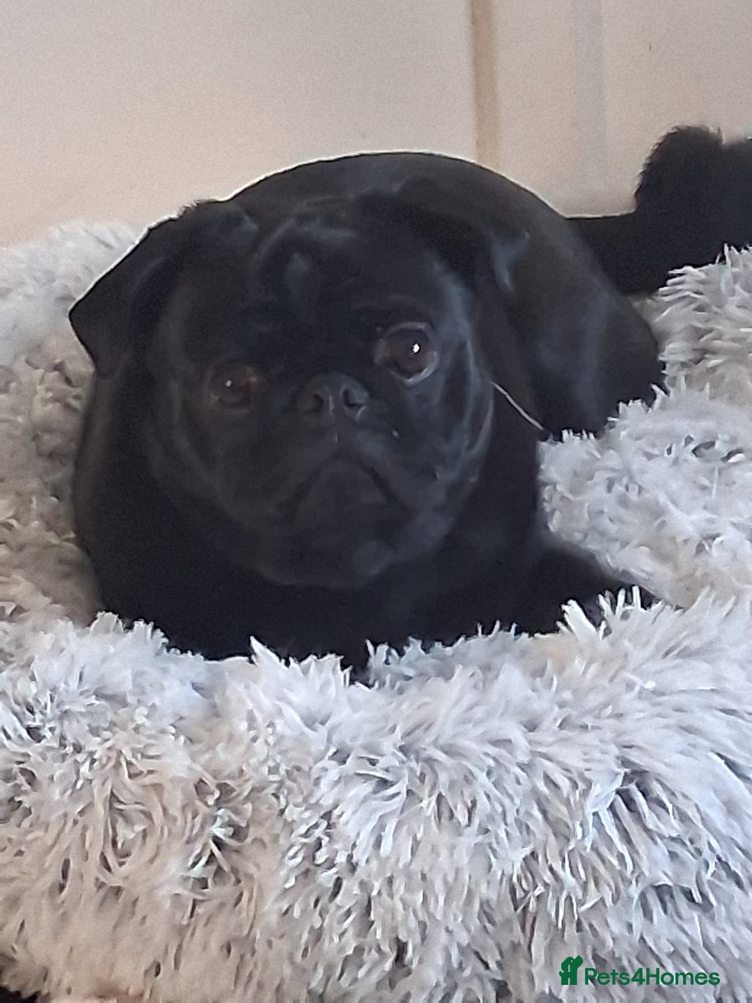 Pug dogs for sale: Black pug - Advert 2