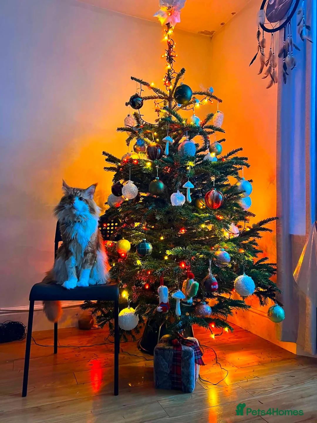 Maine Coon cats for sale: MaineCoon Male 6 years Old  in Coventry - Advert 2