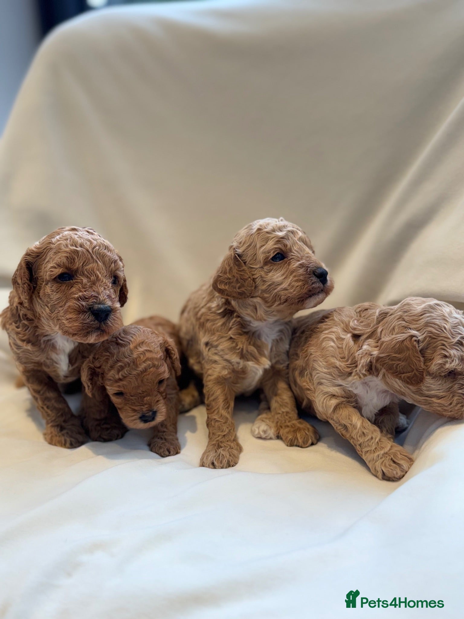 Mixed Breed dogs 🐾 Beautiful Cavapoochon × Cavapoo Puppies 🐾 - Advert 1