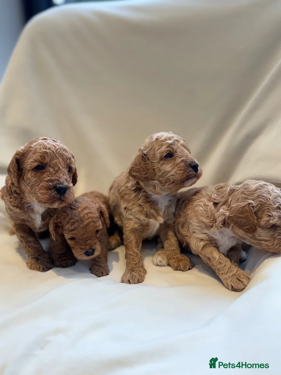 Mixed Breed dogs for sale: 🐾 Beautiful Cavapoochon × Cavapoo Puppies 🐾 - Advert 1