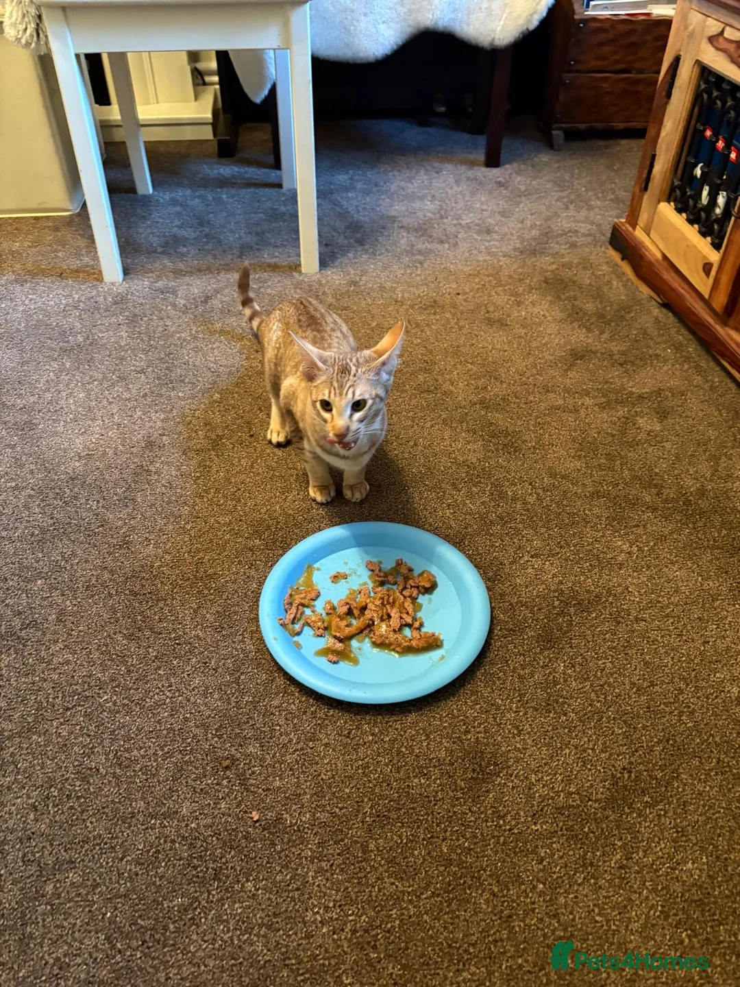 Oriental cats for sale: GCCF female lilac tabby  - Advert 4