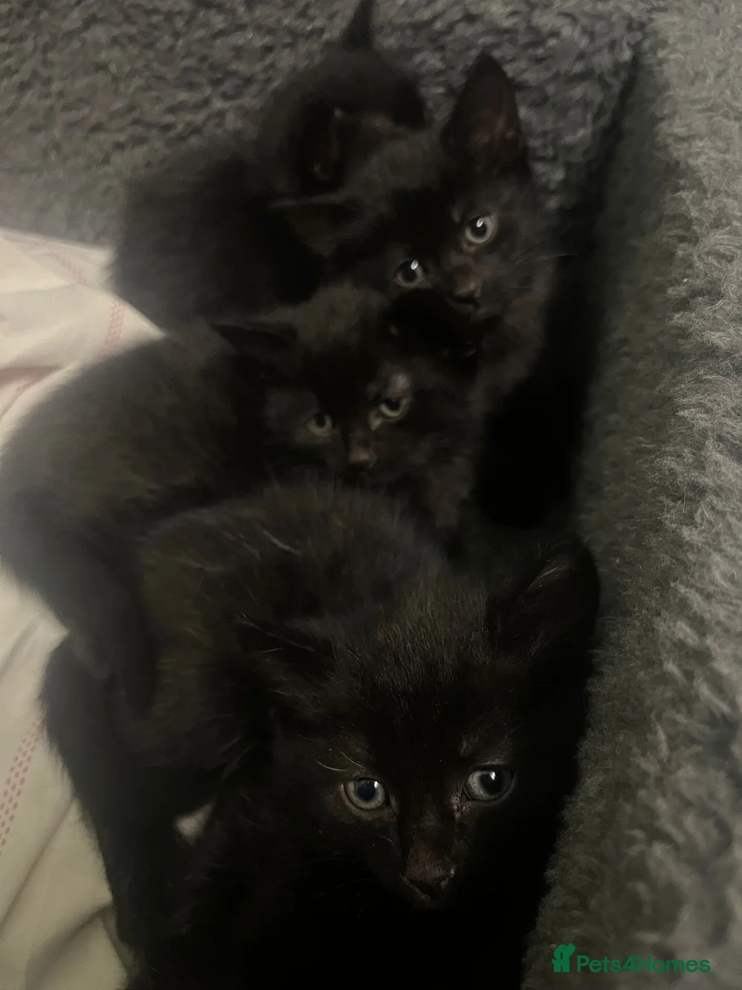 Mixed Breed cats for sale: Adorable Black Kitten in Dereham - Advert 2