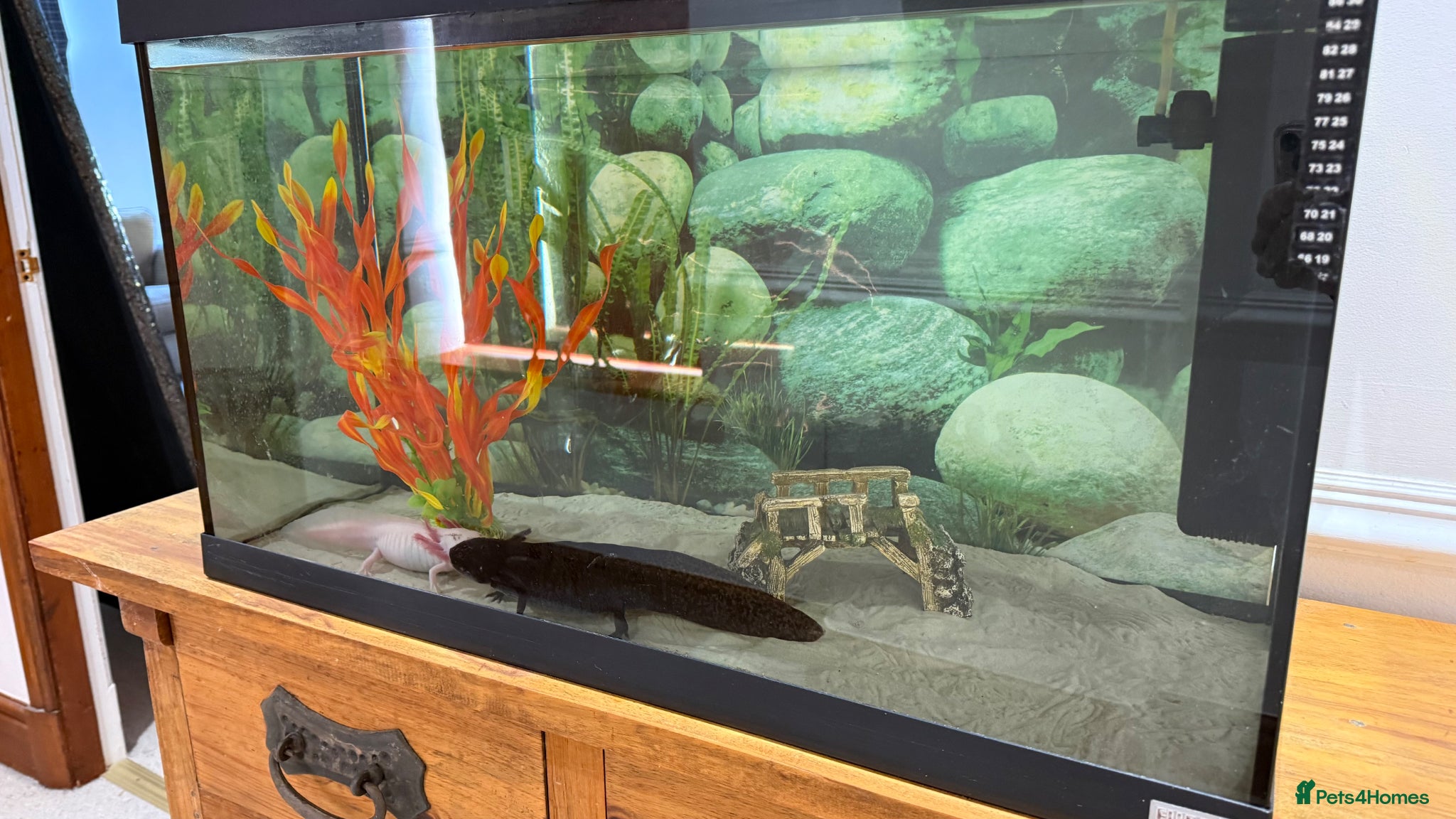 Axolotl reptiles TWO FEMALE AXOLOTL’S COMPLETE WITH TANK SET UP - Advert 2