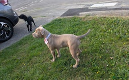 American Bully dogs for sale: American Bully 4 Months Old A Sweetheart  in Stonehouse - Image 3