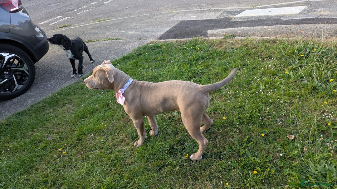 American Bully dogs for sale: American Bully 4 Months Old A Sweetheart  in Stonehouse - Image 3