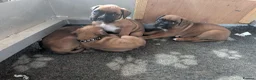 Boxer dogs for sale: Red KC registered boxer puppies  - Advert 3