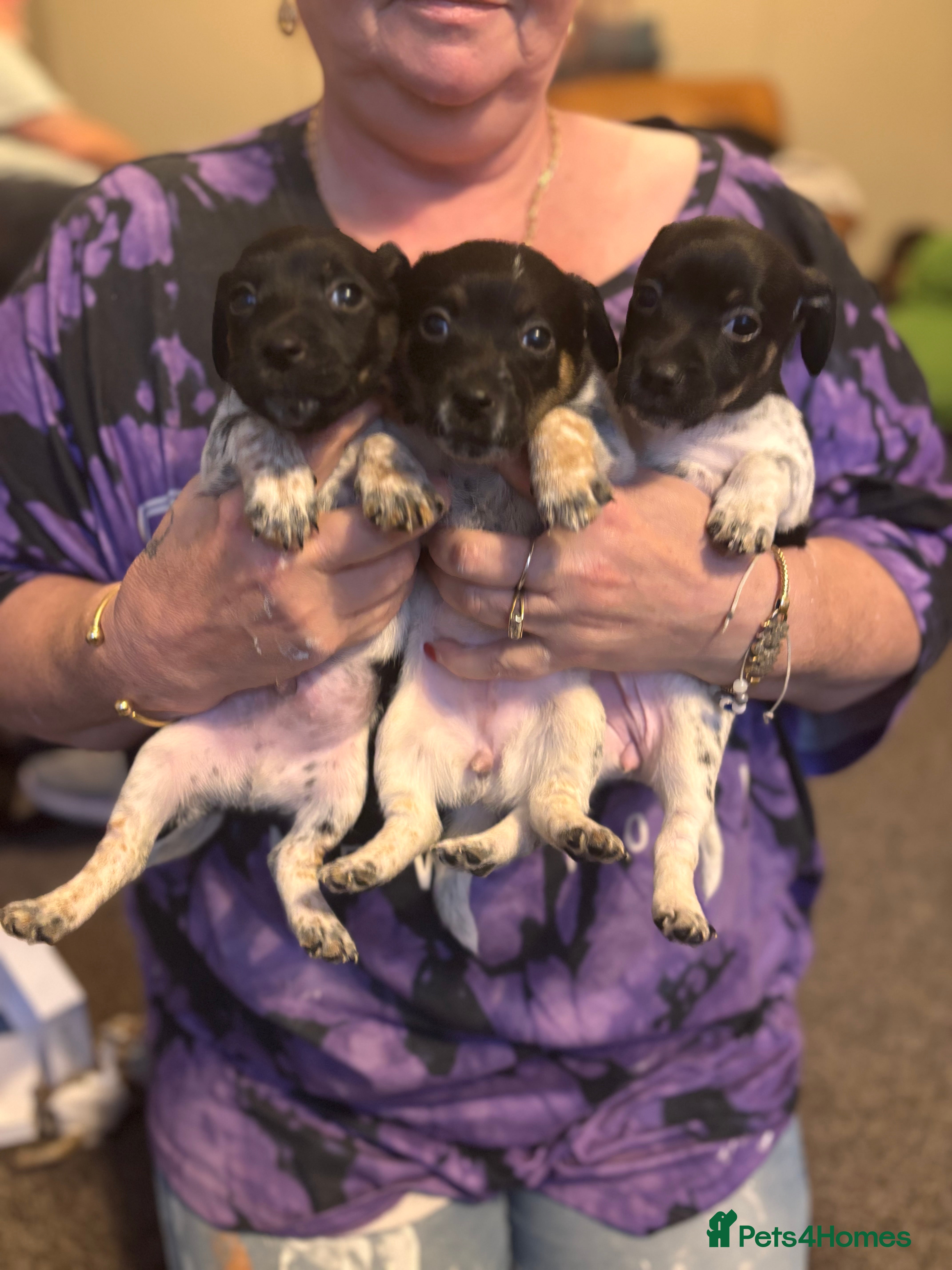 Jack Russell dogs Jack Russell puppies last 3  - Advert 1