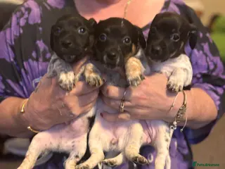 Jack Russell dogs Jack Russell puppies last 3 - Advert 1