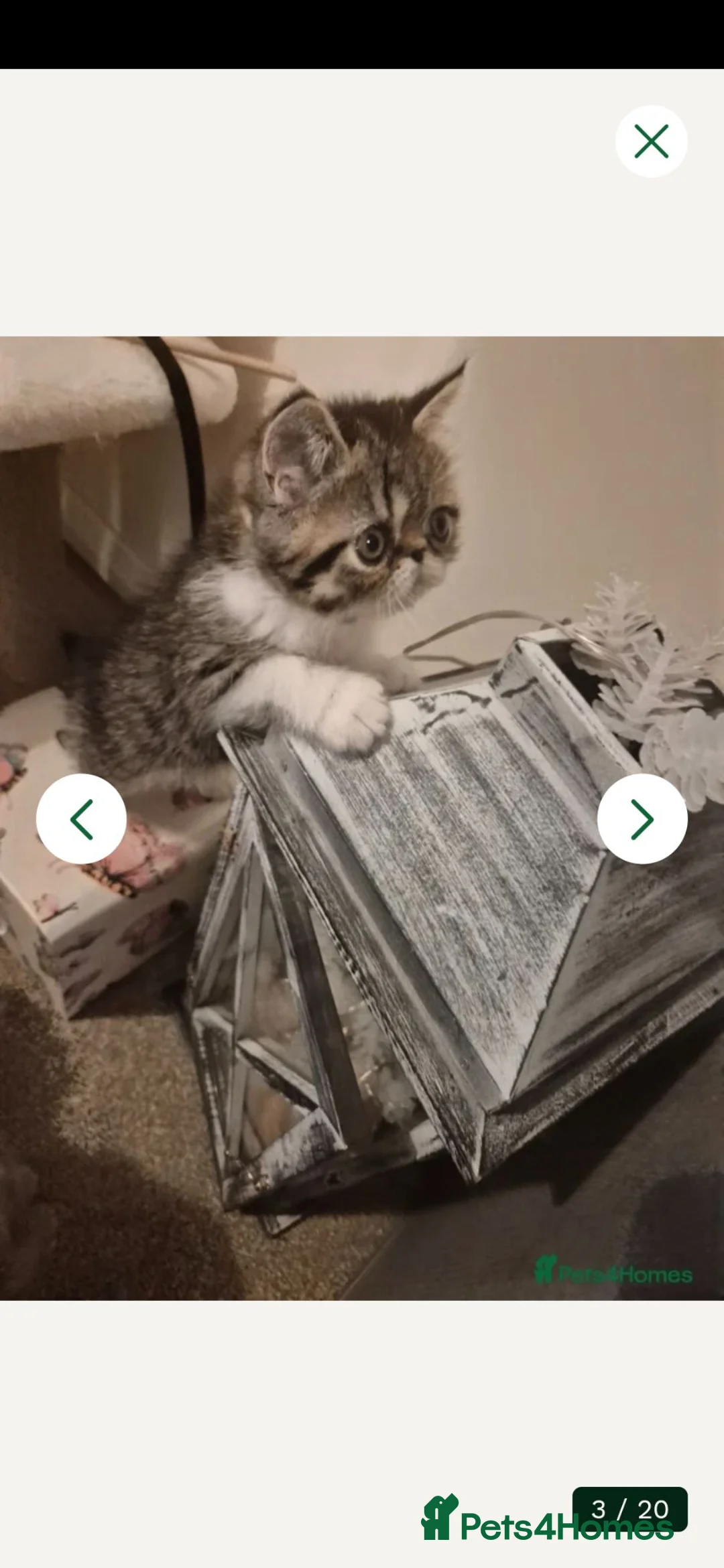 Exotic cats for sale: Exotic kittens  - Advert 11