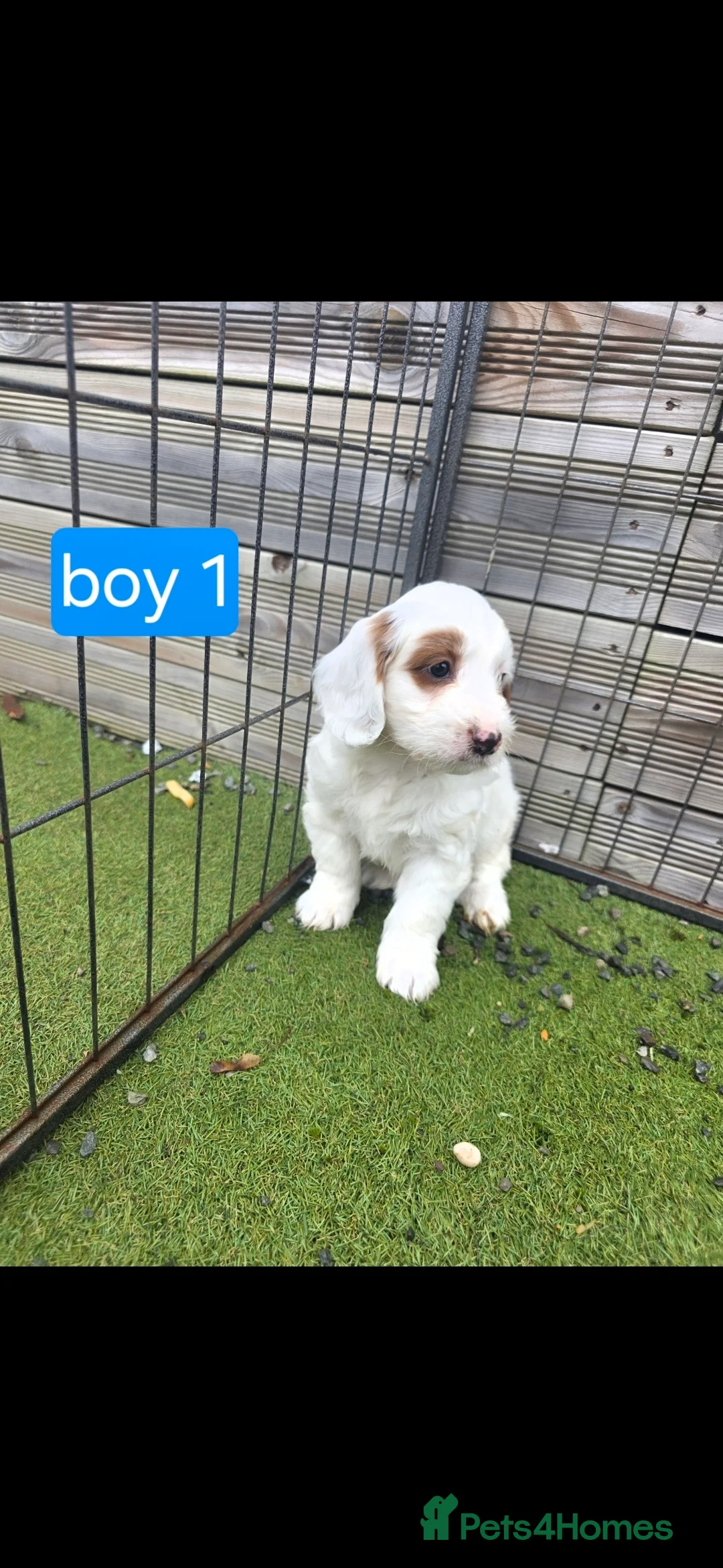Cockapoo dogs for sale: Adorable Cockapoo pups ready to go 🐾 - Advert 17