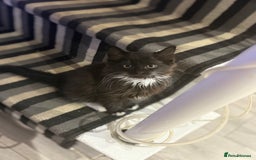 European cats for sale: Playful cats  - Image 3