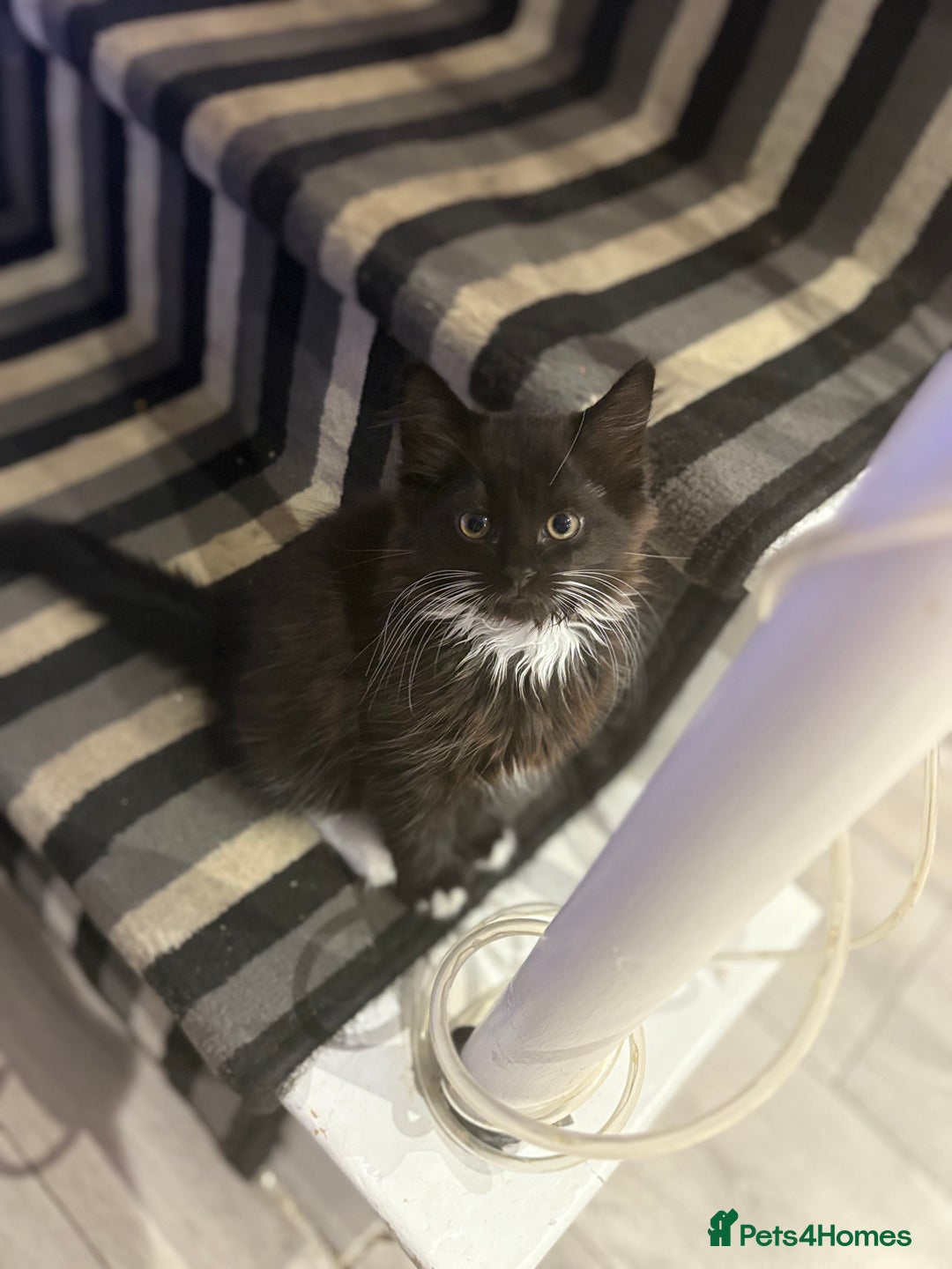 European cats for sale: Playful cats  - Image 3