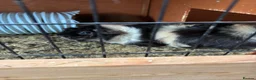 Guinea Pig rodents for sale: Five Guinea pigs - Advert 2