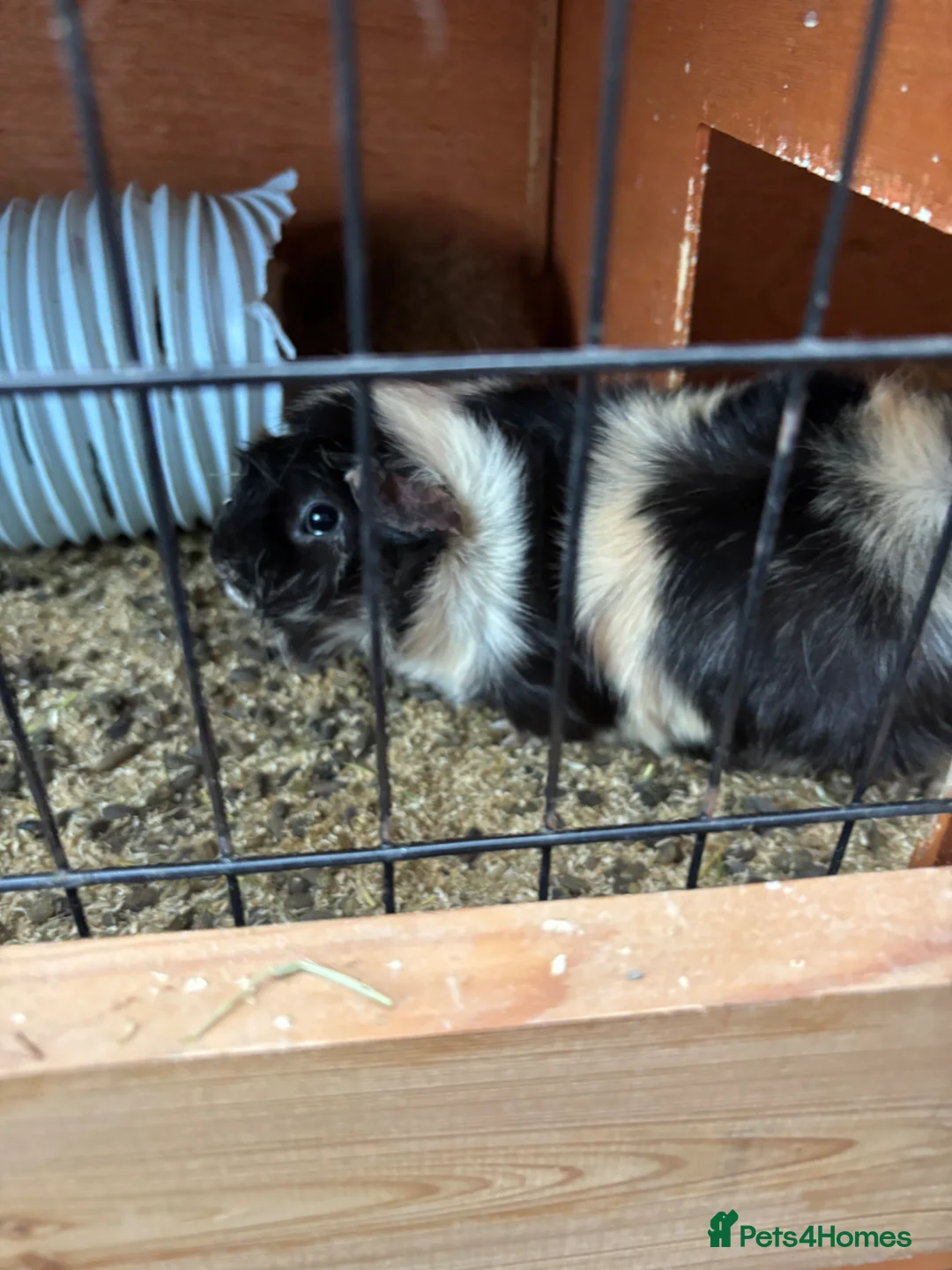 Guinea Pig rodents for sale: Five Guinea pigs - Advert 2
