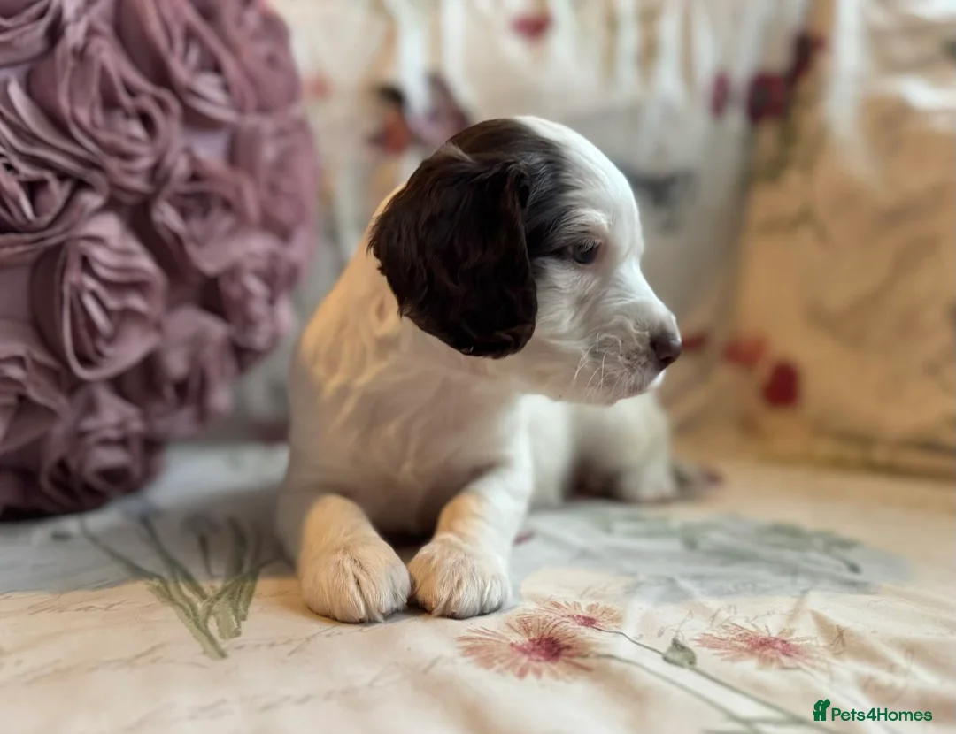 Sprocker dogs for sale: Beautiful Sprocker Spaniel pups  - Advert 13