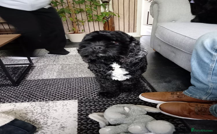 American Cocker Spaniel dogs - Advert 1