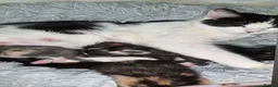Mixed Breed cats for sale: 4 beautiful kittens in Merthyr Tydfil - Advert 2