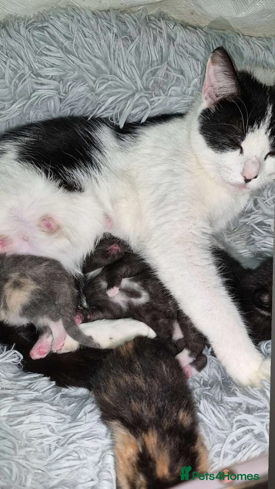 Mixed Breed cats for sale: 4 beautiful kittens in Merthyr Tydfil - Advert 2
