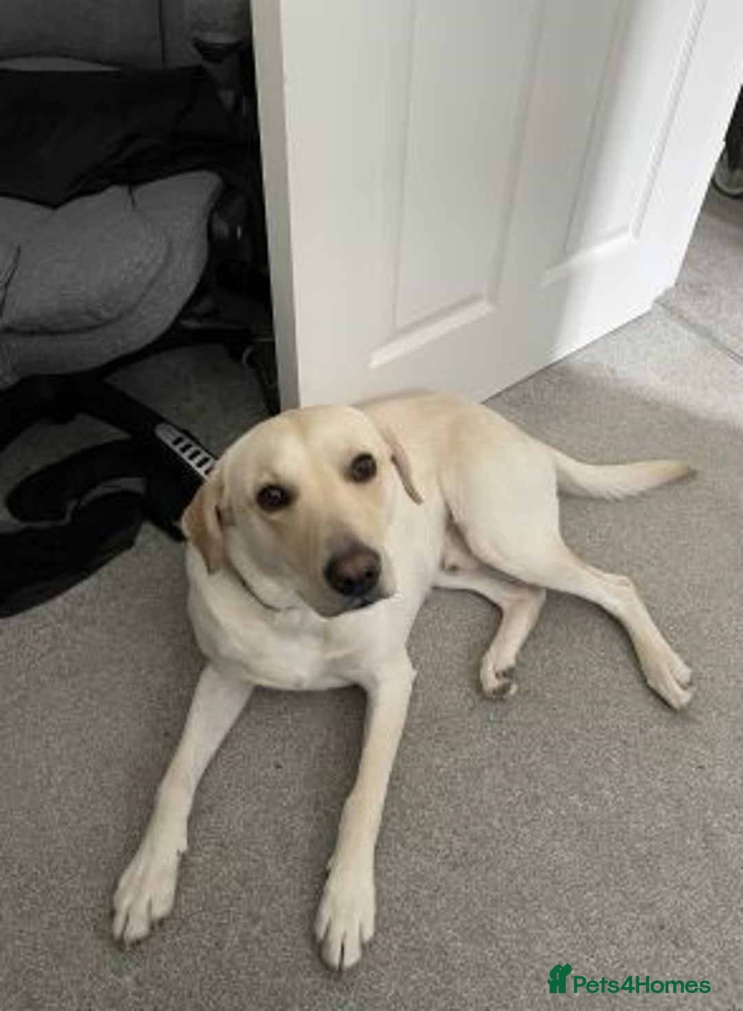 Labrador Retriever dogs for sale: Lovely Labrador retriever - Image 1
