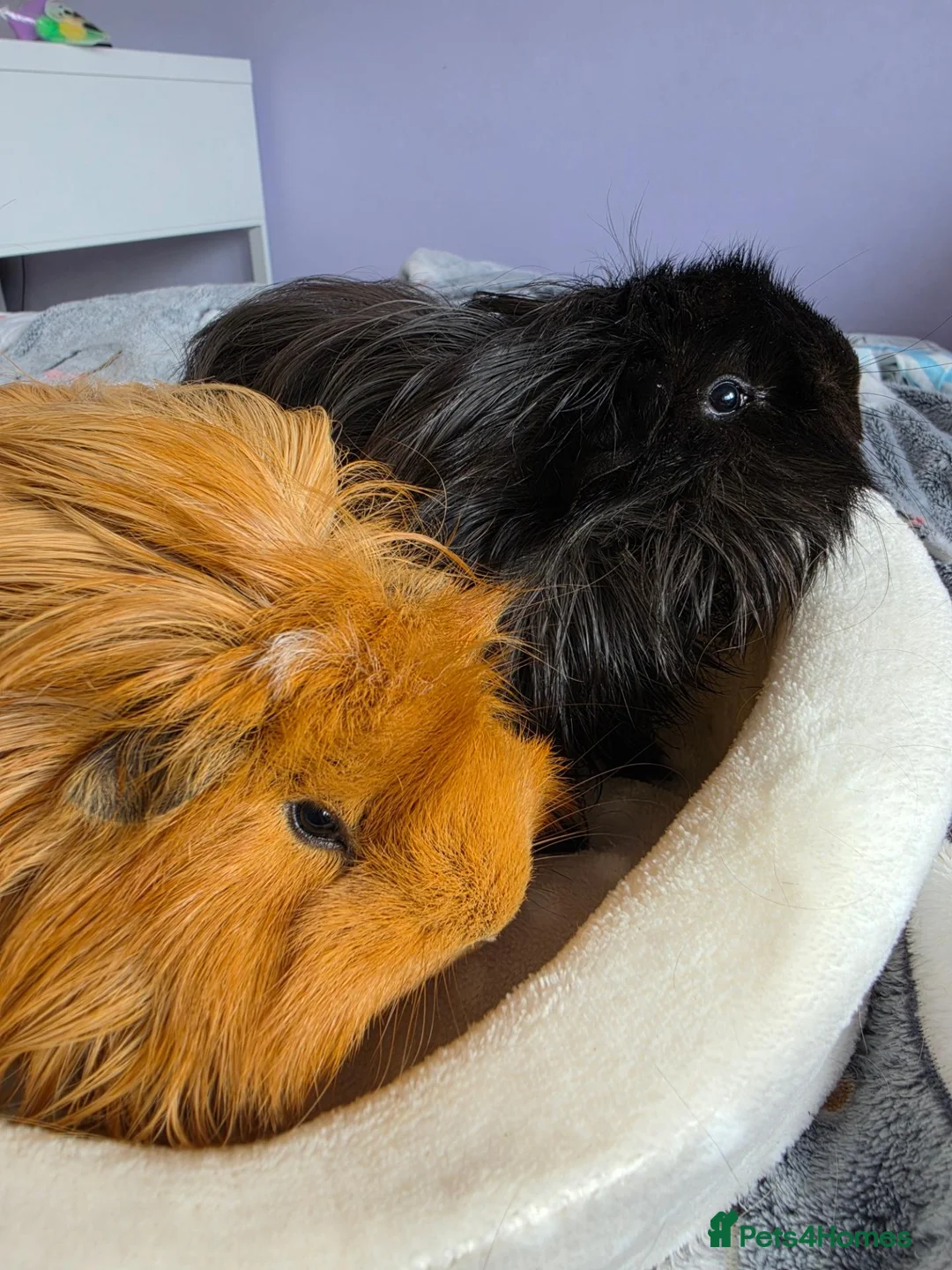 Guinea Pig rodents for sale: Two guinea pigs looking for a loving home! in Basildon - Advert 2