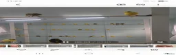 Canaries birds for sale: Roller canary  - Advert 5