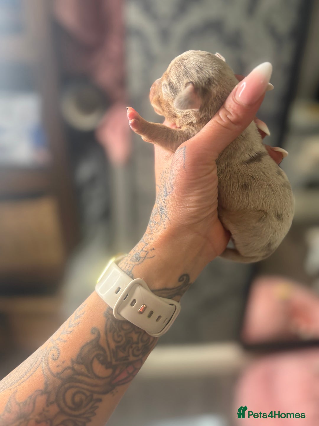 Mixed Breed dogs for sale: Xxx TINY dachshund x chihuahua puppies xxx - Image 25