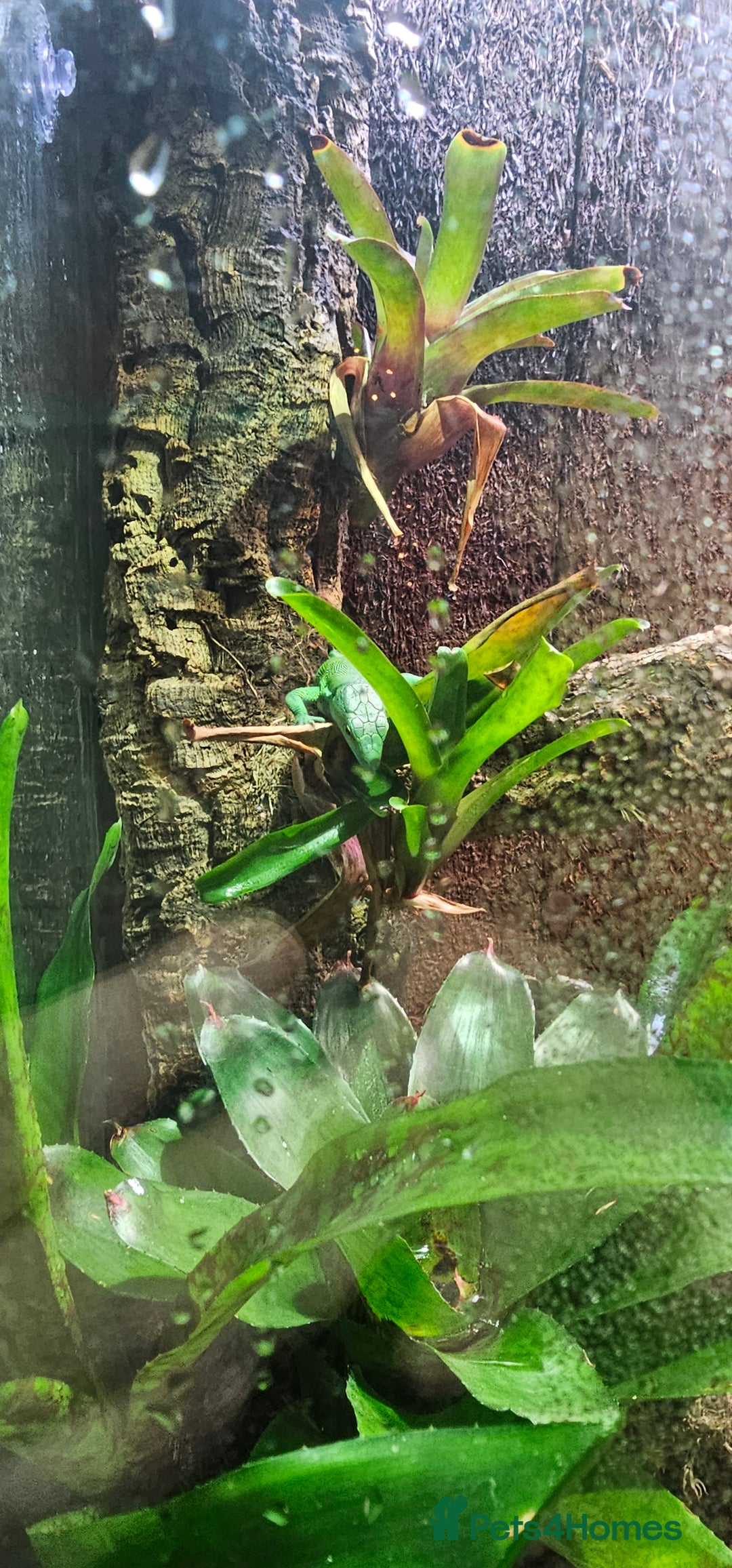 Lizard reptiles for sale: Green keel bellied lizards  - Advert 2