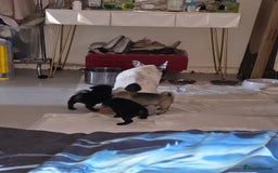 Frug dogs for sale: 5 week old frugs - Image 1