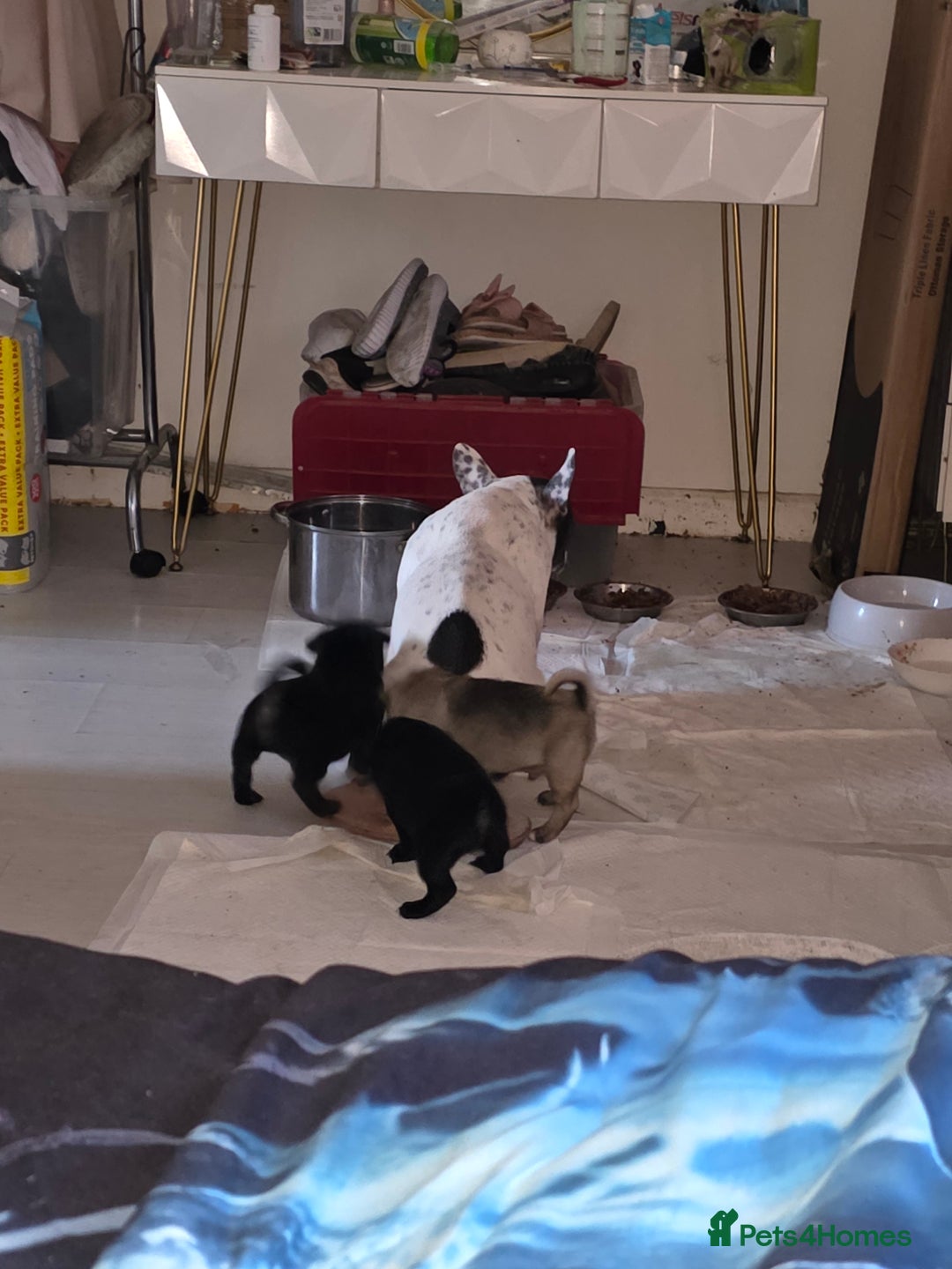 Frug dogs for sale: 5 week old frugs - Image 1