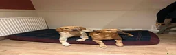 Labrador Retriever dogs for sale: Beautiful Labrador Puppies – Yellow & Fox Red in Crewkerne - Advert 28