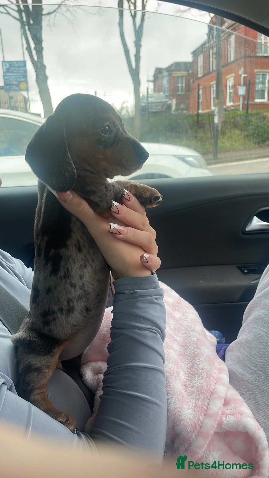 Miniature Dachshund dogs for sale: Blue dapple miniature dachshund girl - Advert 3