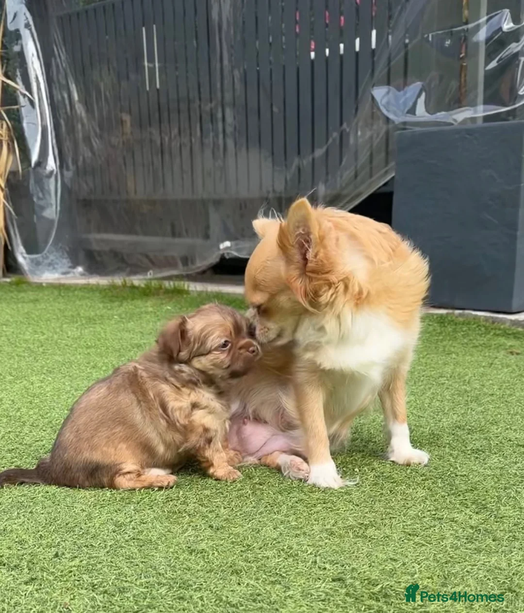 Chihuahua dogs for sale: 💕🐾 GORGEOUS LONG-HAIRED CHIHUAHUA GIRLS 🐾💕 - Advert 1