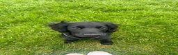 Cocker Spaniel dogs for sale: Cocker spaniel for rehome  - Advert 4