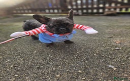 French Bulldog dogs for sale: Wire haired frenchie - Image 1