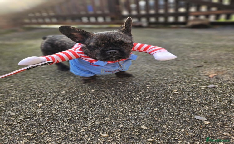 French Bulldog dogs - Advert 16