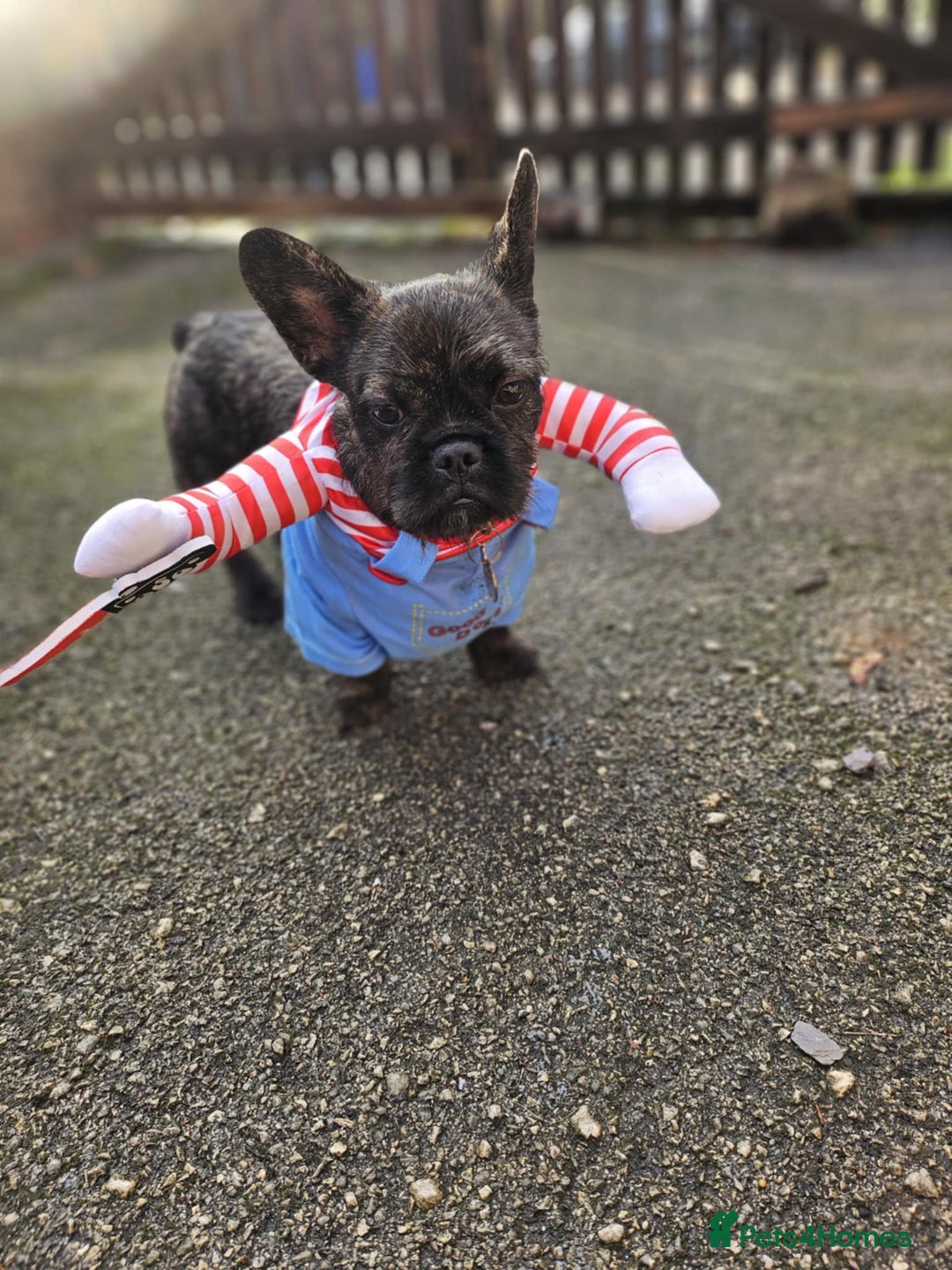 French Bulldog dogs for sale: Wire haired frenchie - Image 1