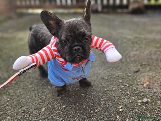 French Bulldog dogs - Advert 29