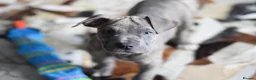 American Bull Staffy dogs for sale: American Staffordshire Terrier - Advert 9