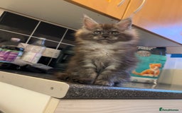 Maine Coon cats for sale: Beautiful Maine coon kittens TICA registered  - Image 4