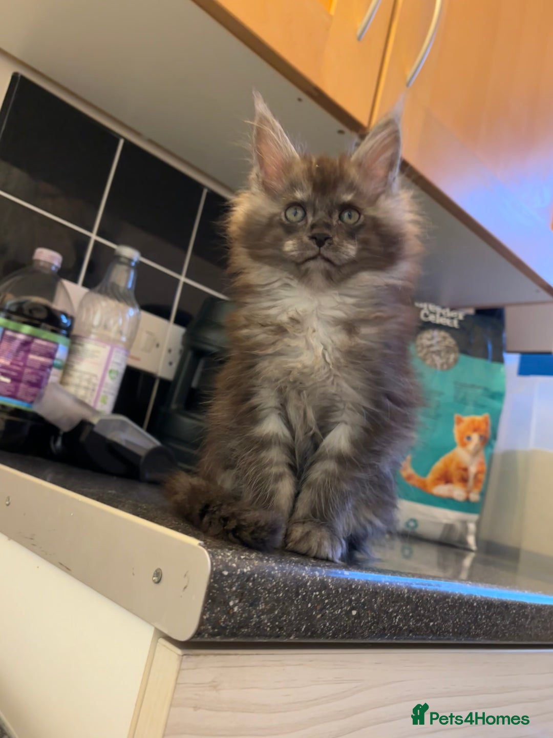 Maine Coon cats for sale: Beautiful Maine coon kittens TICA registered  - Image 4