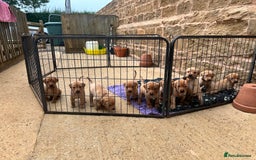 Labrador Retriever dogs for sale: KC Fox Red Labrador puppies  - Image 2