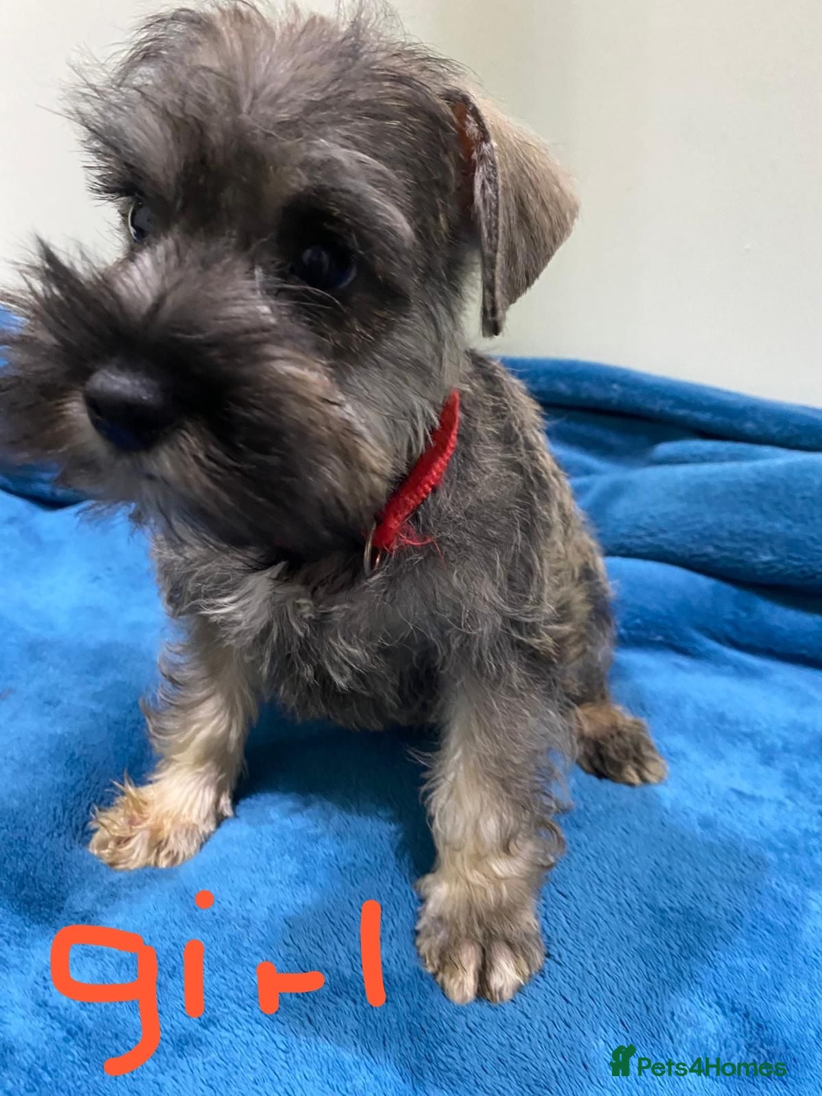 Miniature Schnauzer dogs Miniature schnauzer puppies  - Advert 11