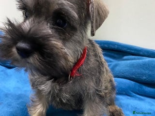 Miniature Schnauzer dogs Miniature schnauzer puppies - Advert 10