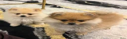 Pomeranian dogs for sale: Miniature Pomeranian  in Basildon - Advert 6