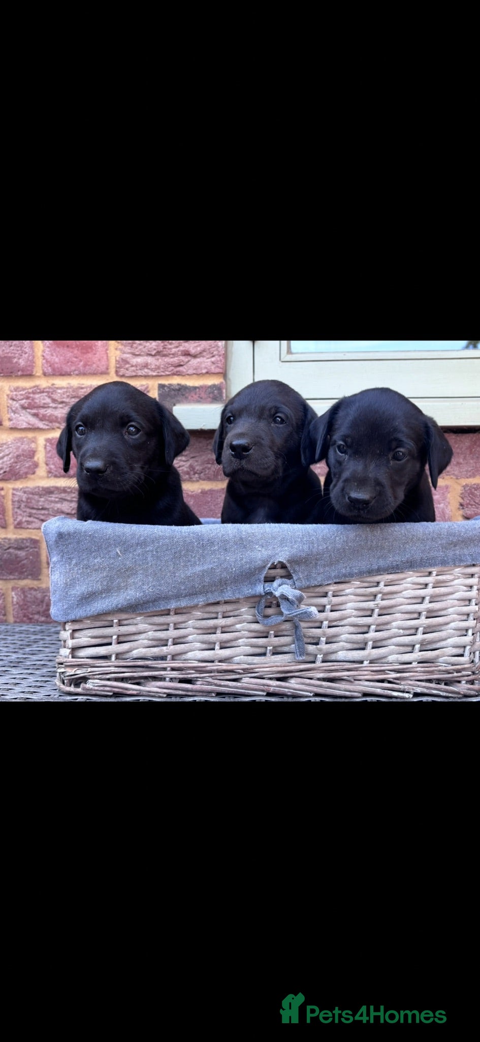 Labrador Retriever dogs Labrador puppies - Advert 1