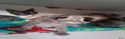 Mixed Breed cats for sale: Rag doll cross  - Advert 1