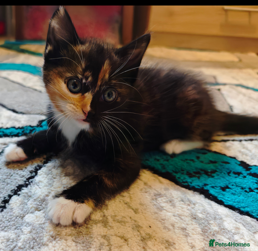 Ragdoll cats for sale: Ragdoll 3kittens😻😺😻 - Advert 7