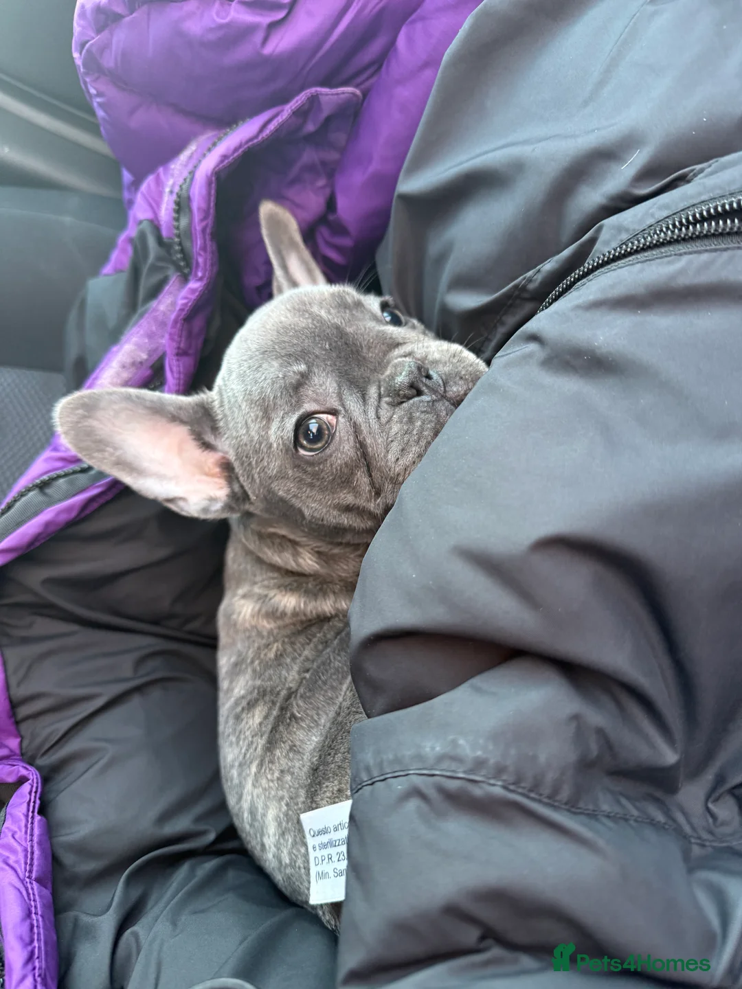 French Bulldog dogs for sale: ✨Stunning Pedigree French Bulldog Puppies✨ - Advert 39